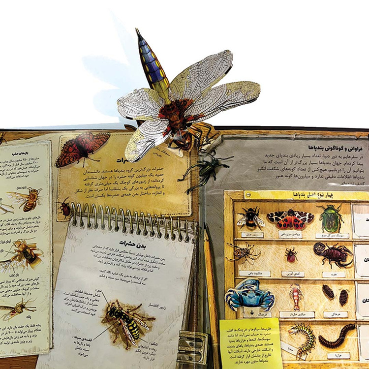 صفحات برجسته آموزشی درباره بدن حشرات