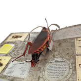 کتاب سهبعدی حشرات با طراحی Pop-Up